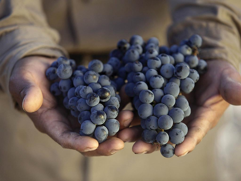 Hand-picked Mendoza grapes